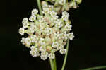 Whorled milkweed